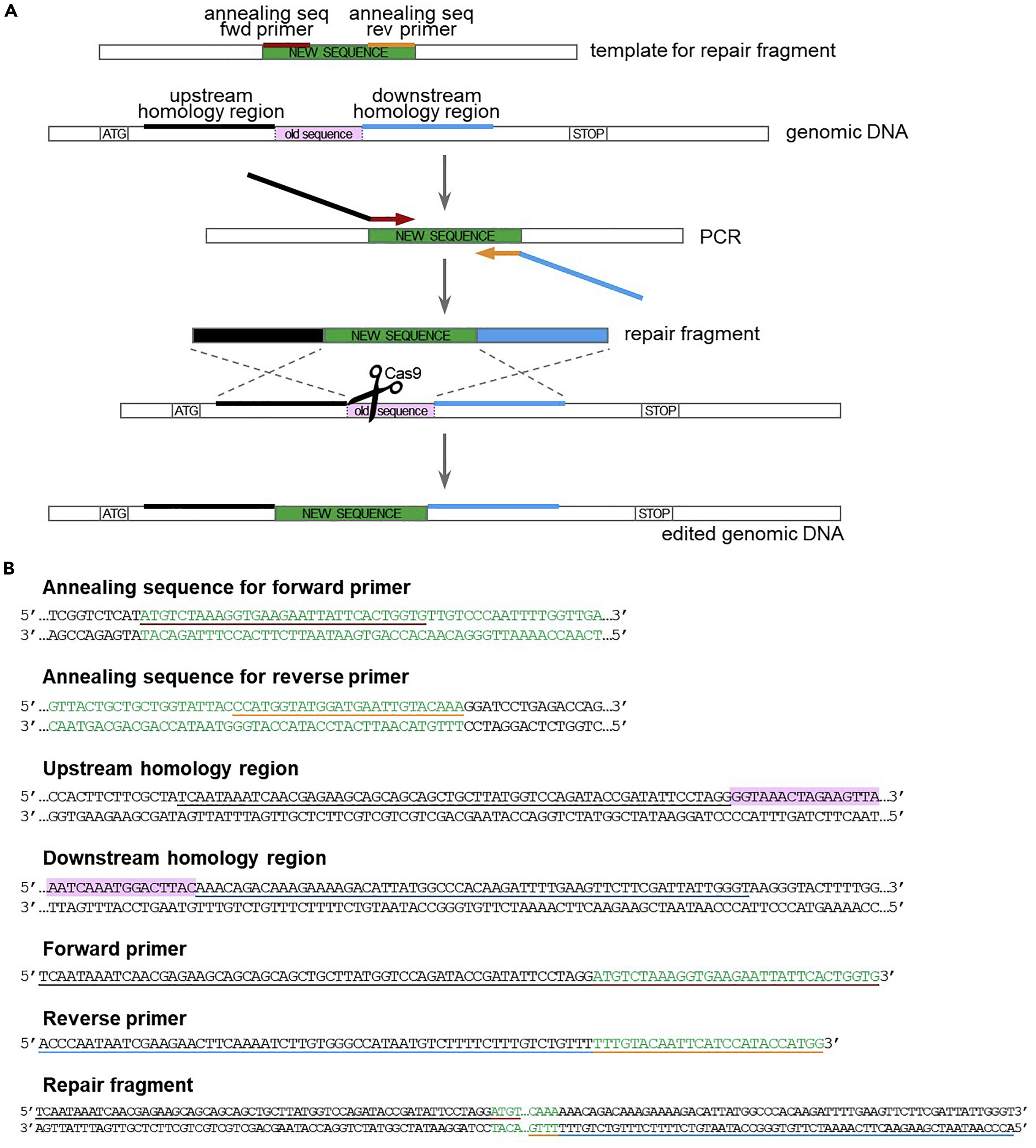 Cell Press: STAR Protocols