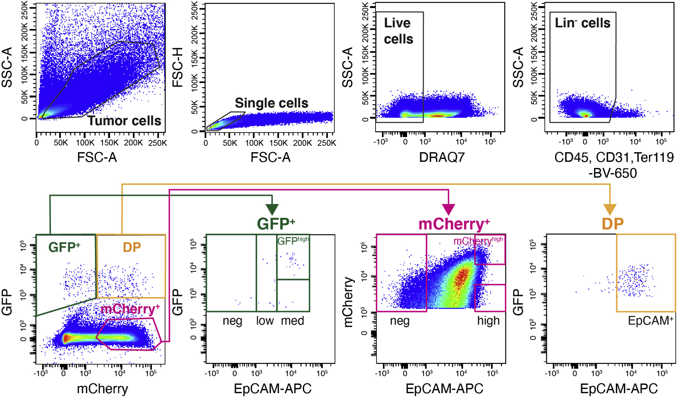 Cell Press: STAR Protocols