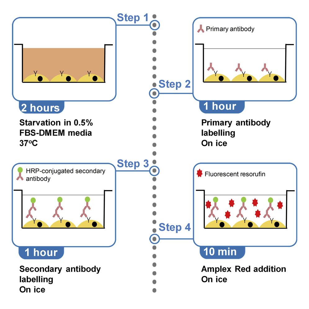 Cell Press STAR Protocols