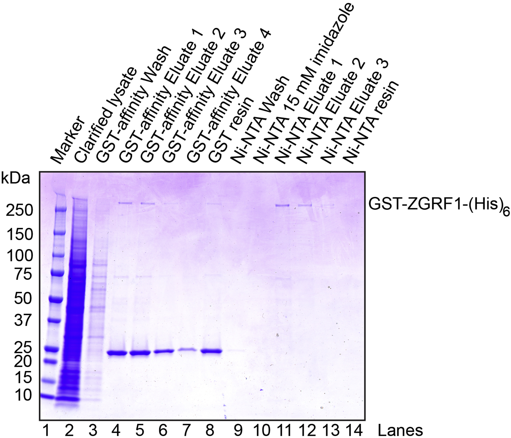 Protocol for Purification of Human ZGRF1 and Its Regulatory Function on  RAD51-Mediated D-Loop Formation