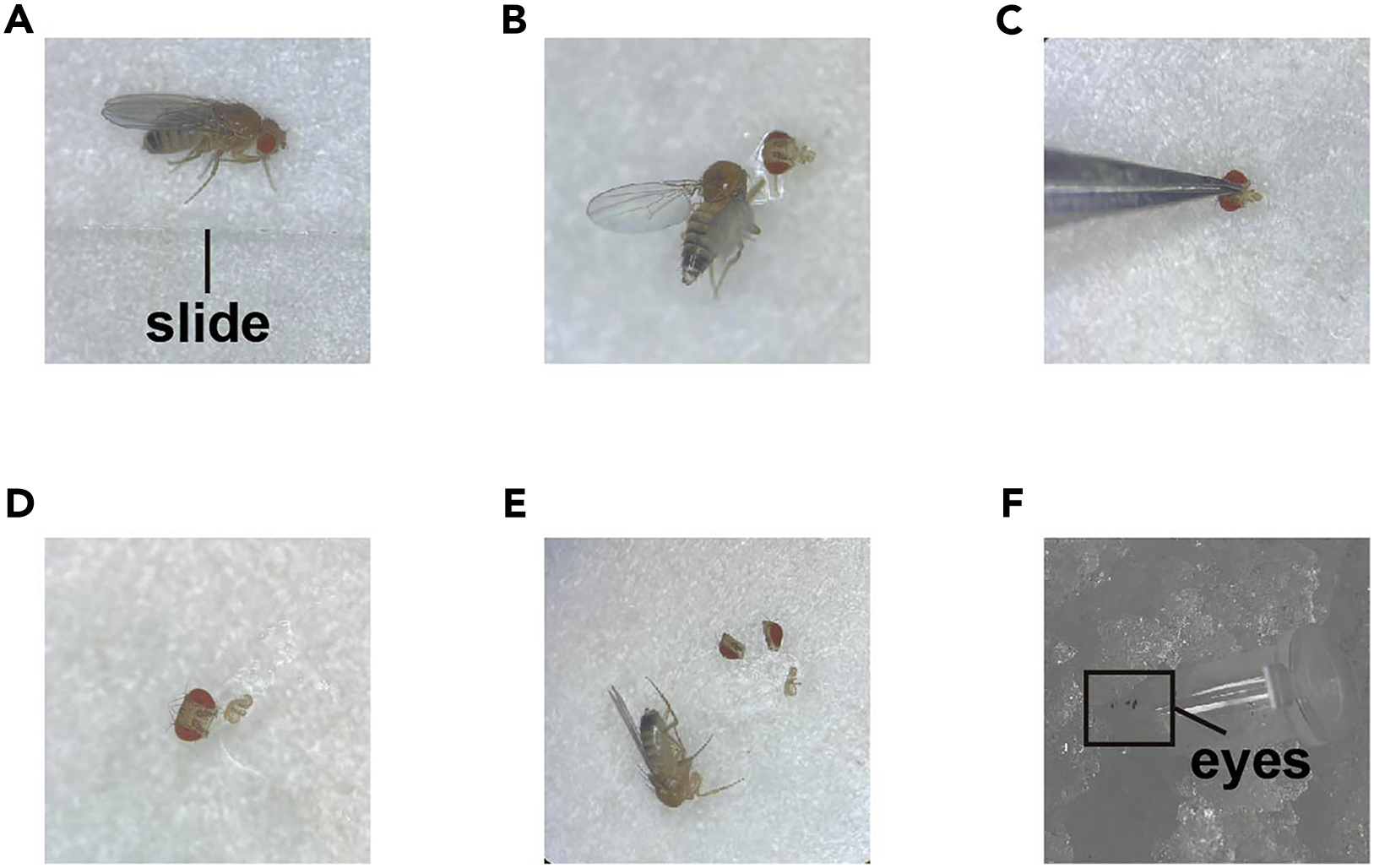 Cell Press: STAR Protocols