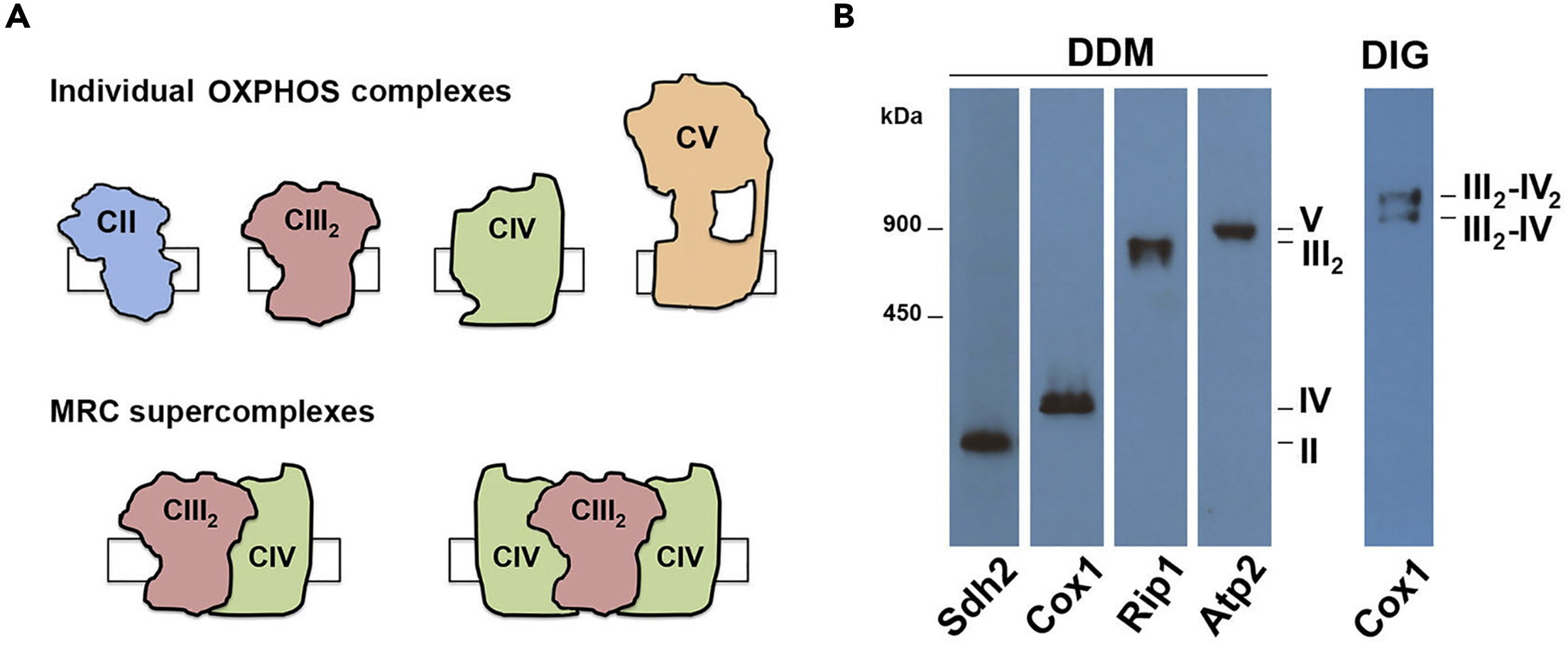 Protocol for the Analysis of Yeast and Human Mitochondrial