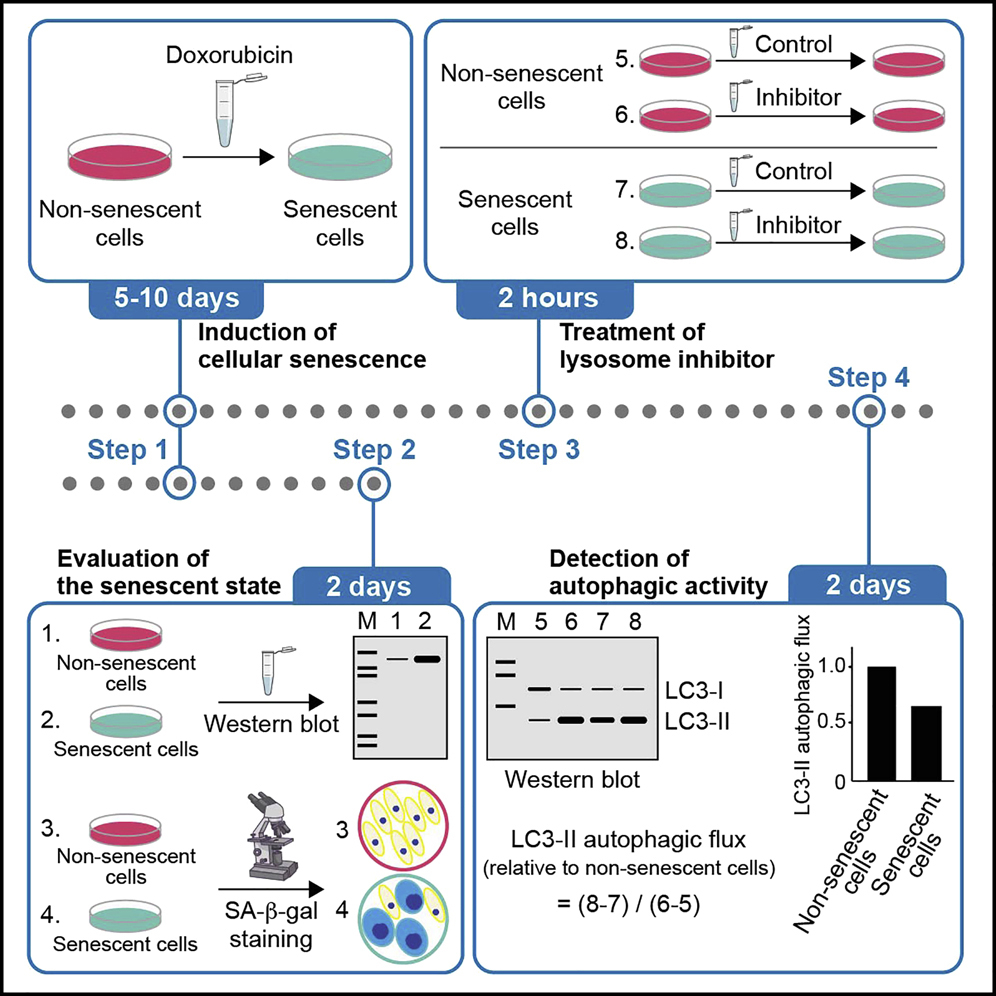 Cell Press: STAR Protocols