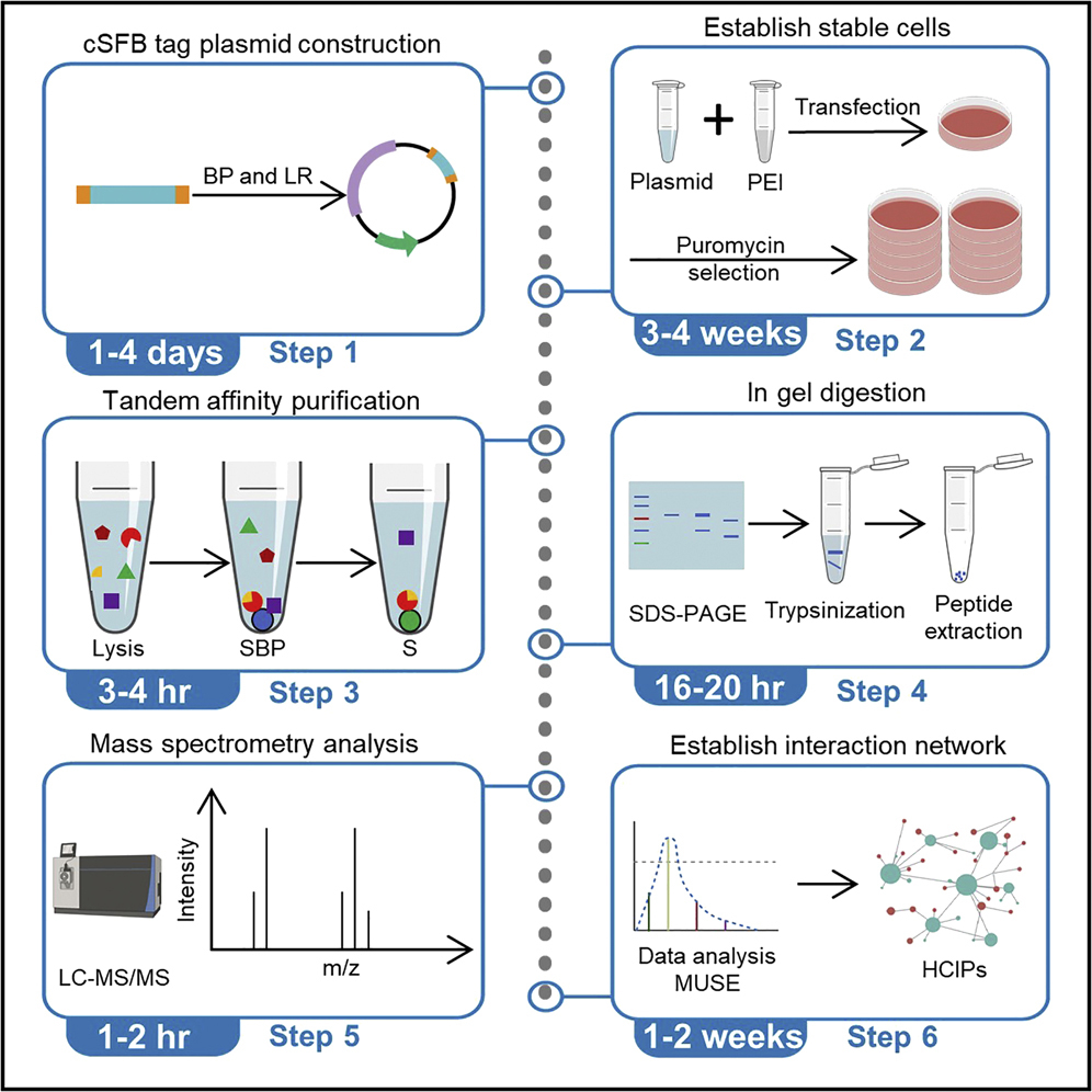 Protocol for establishing a protein-protein interaction network using  tandem affinity purification followed by mass spectrometry in mammalian  cells