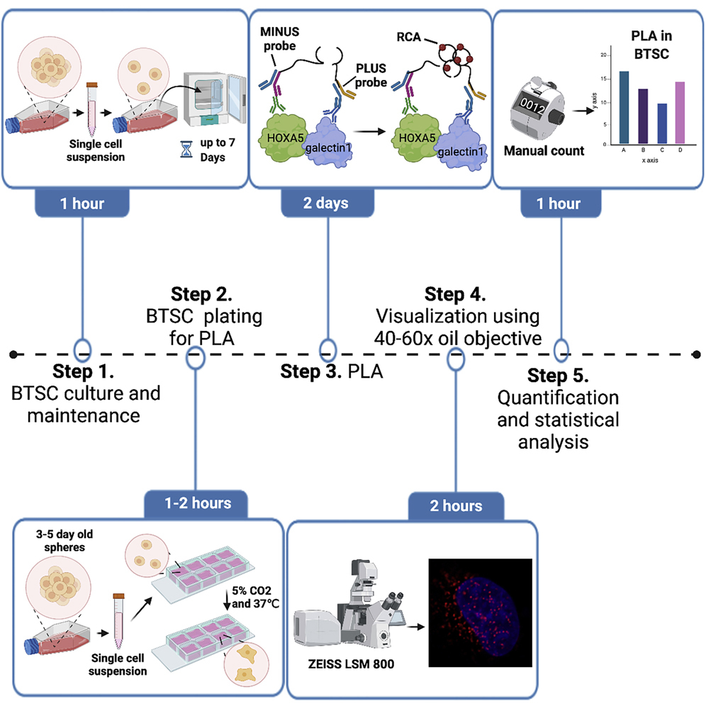 Cell Press: STAR Protocols