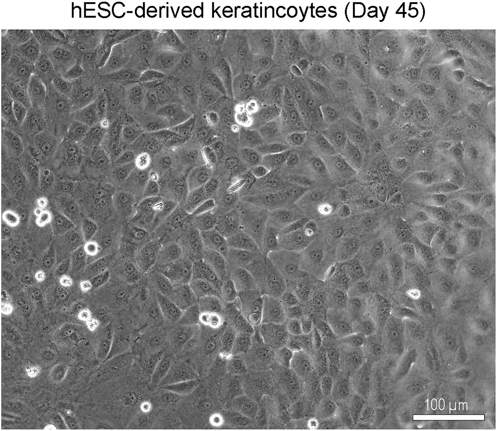 Cell Press: STAR Protocols