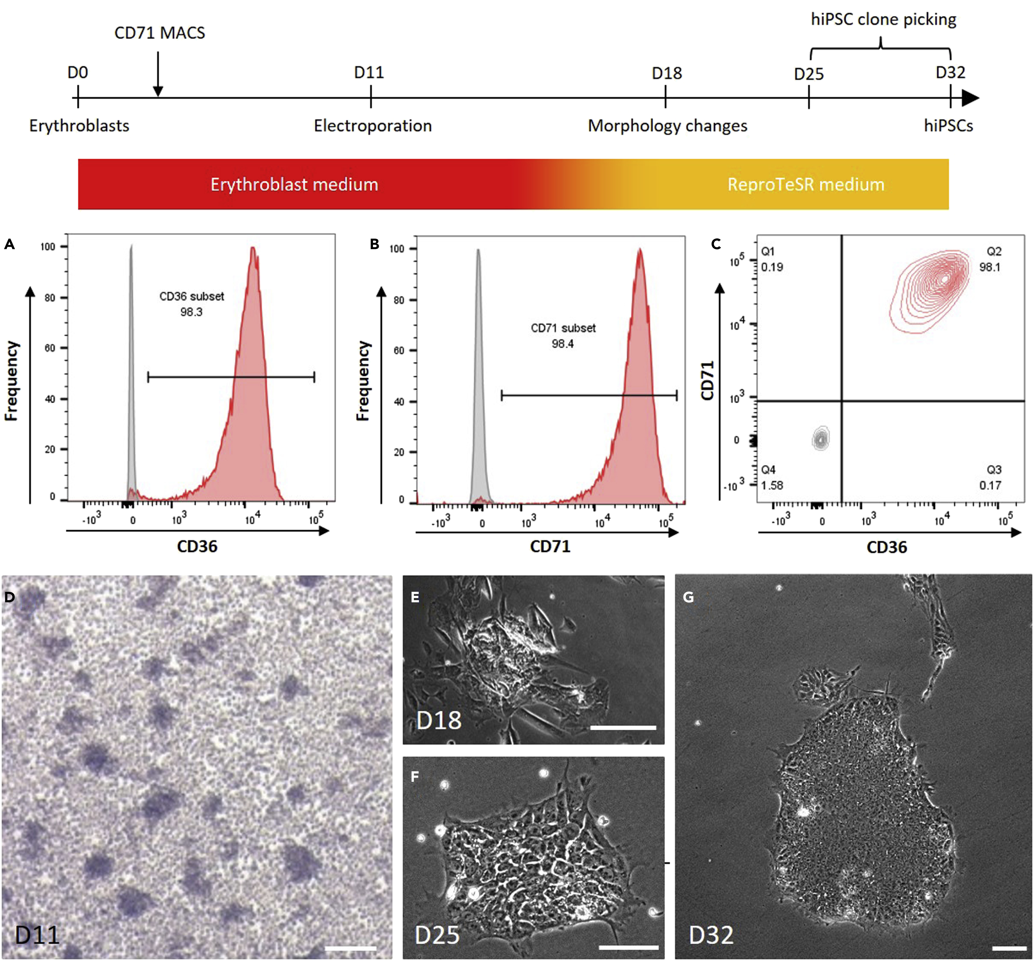 Generation of transgene-free human induced pluripotent stem