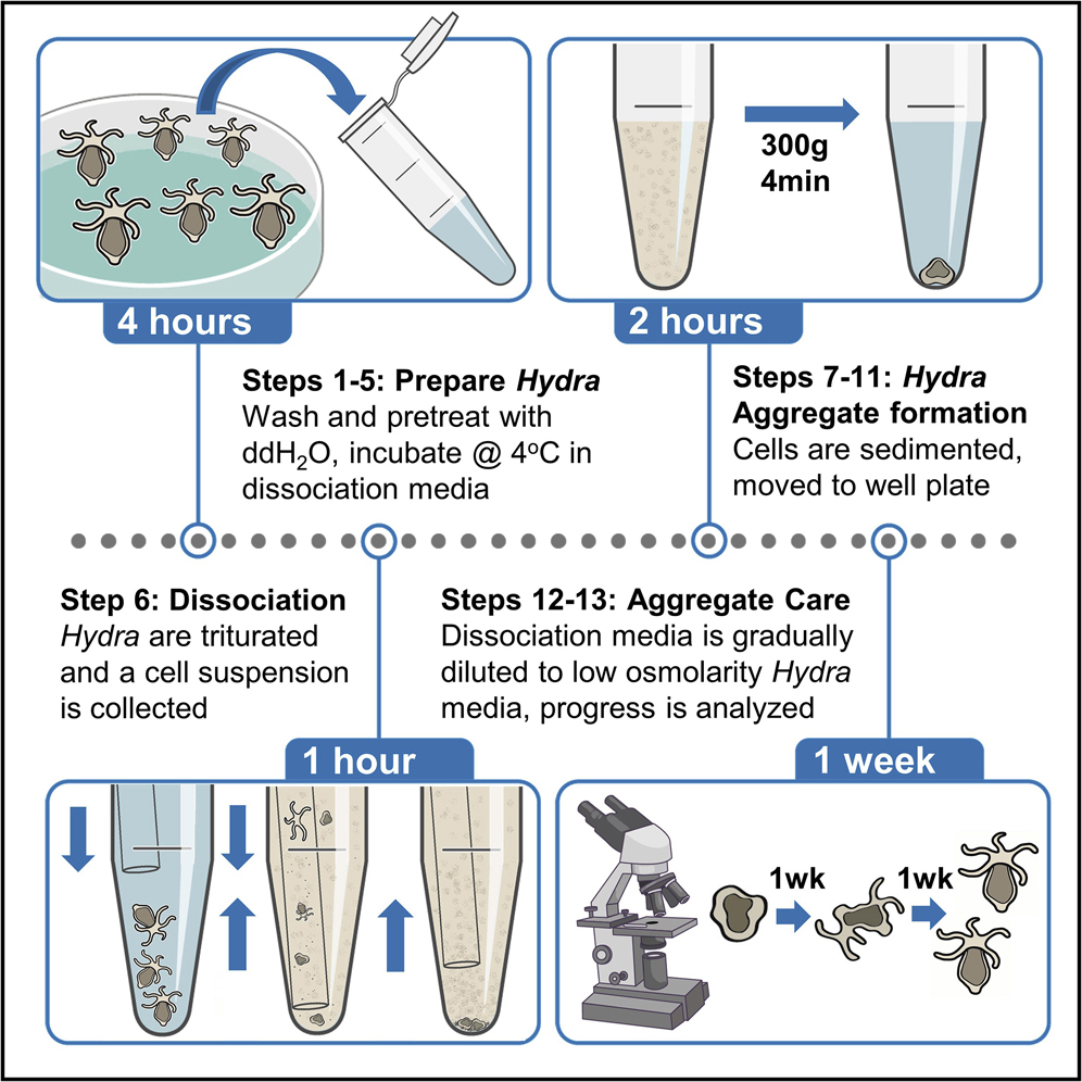 Press – ScribbleMonster, image size:996x996