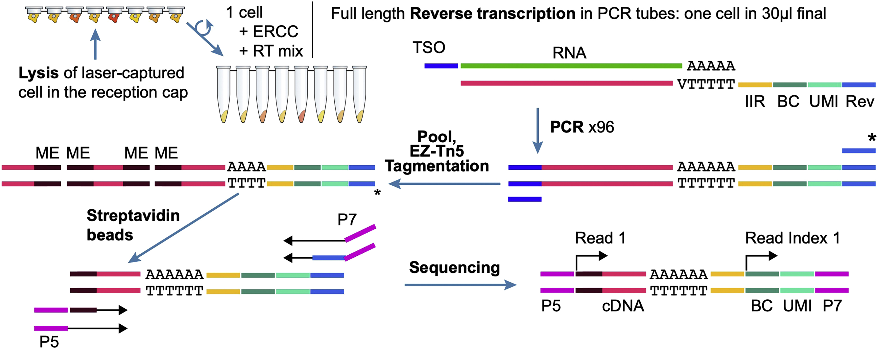 Cell Press: STAR Protocols