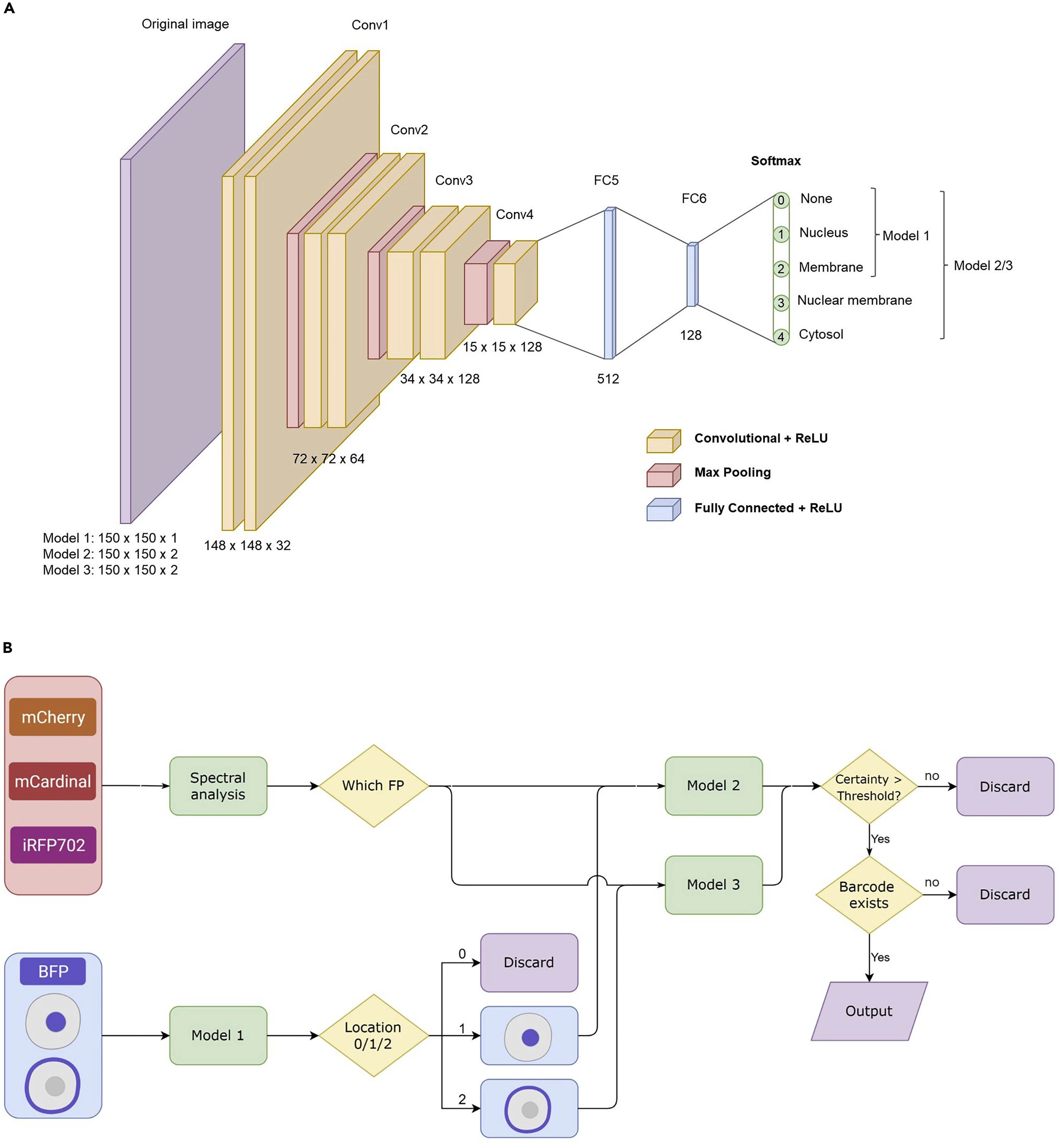 Cell Press: STAR Protocols
