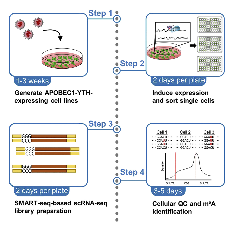 Cell Press: STAR Protocols