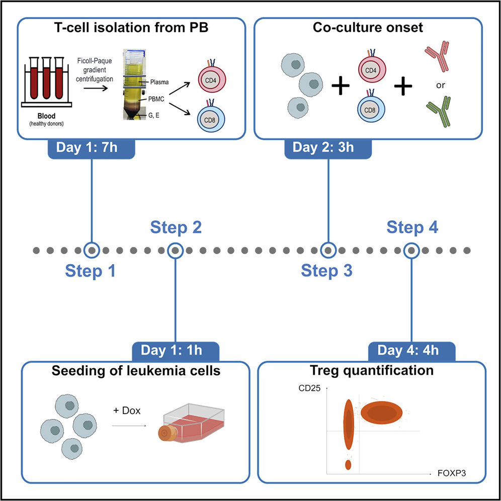 Co-culture of primary human T cells with leukemia cells to measure 