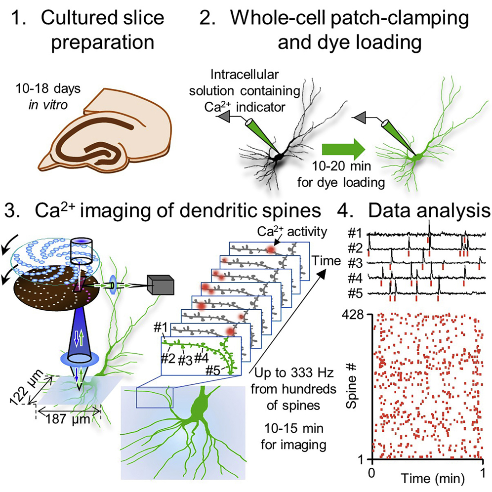 Functional Multiple-Spine Calcium Imaging from Brain Slices