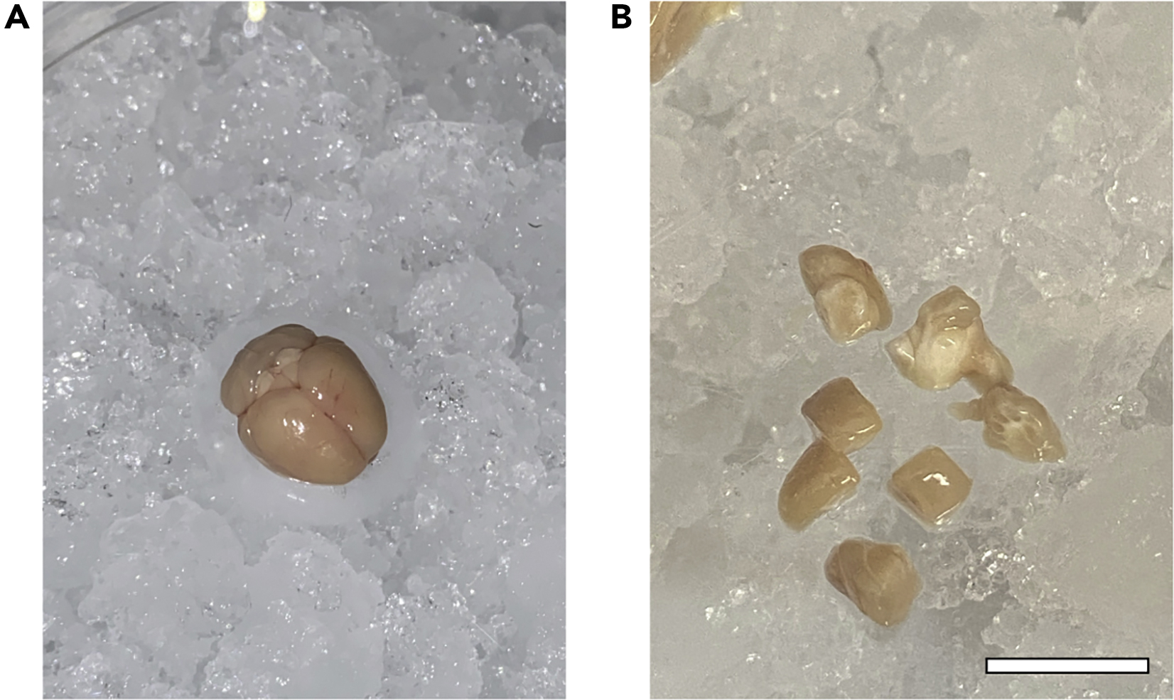 Cell Press STAR Protocols