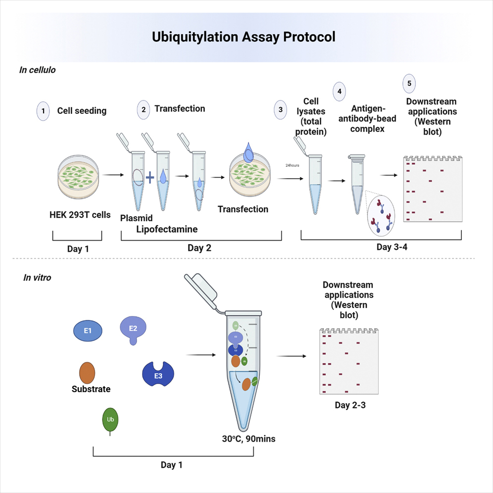 Cell Press: STAR Protocols