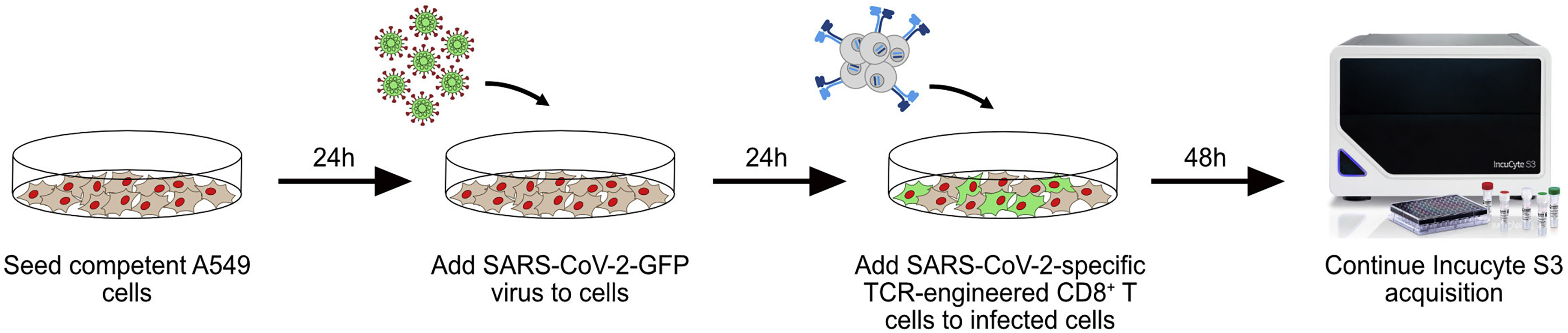 Cell Press: STAR Protocols