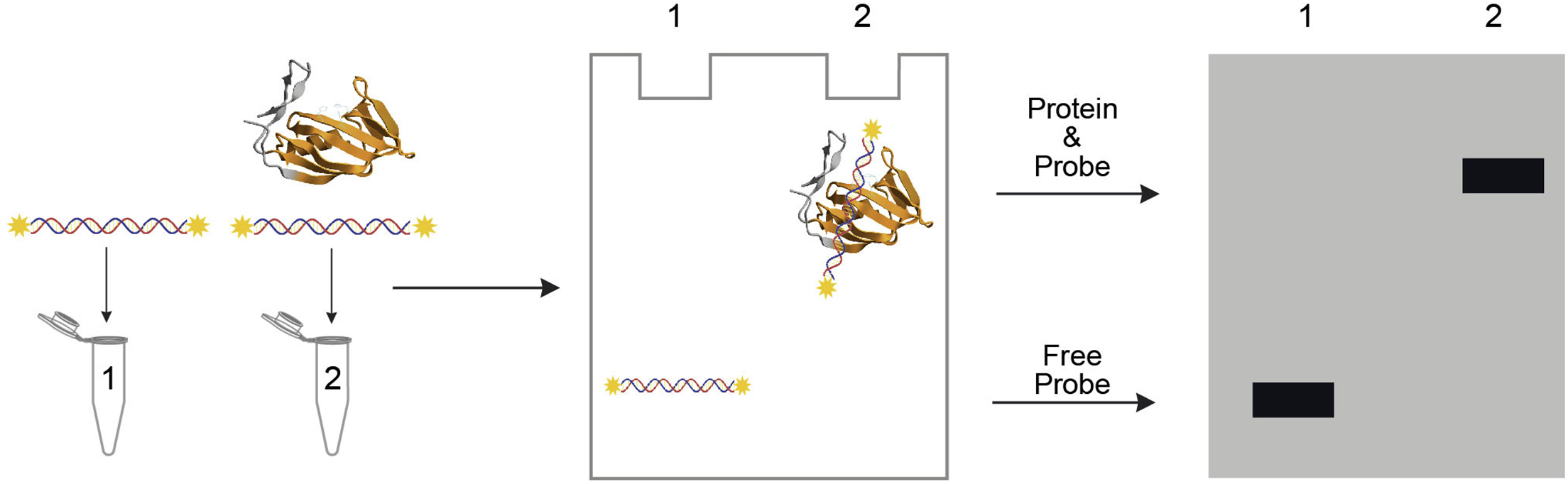Schematic diagram of fluorescent labeled RNA EMSA. a Preparation of RNA