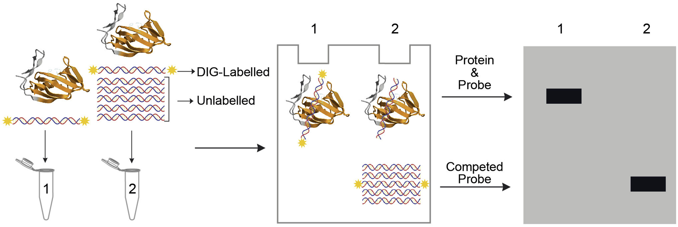 Cell Press Star Protocols 9009