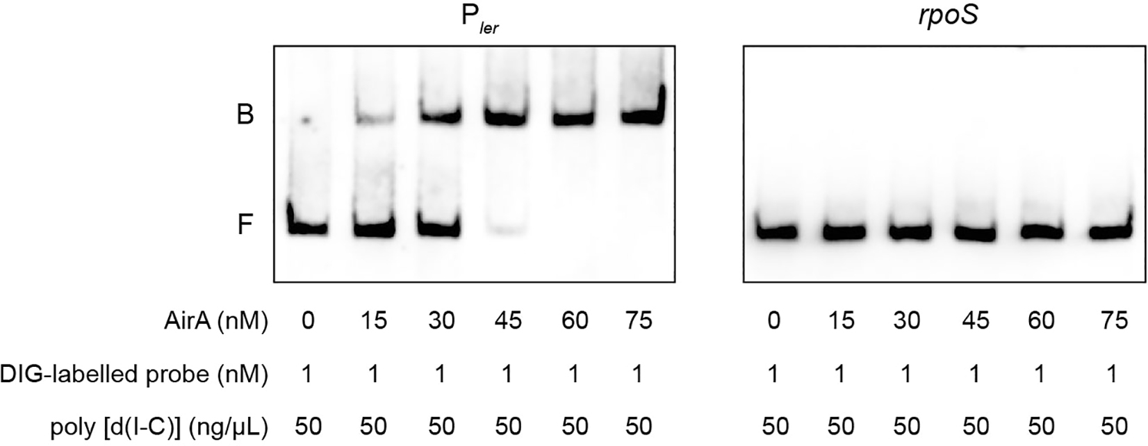 Electrophoretic mobility shift assay (EMSA) for detecting protein–nucleic  acid interactions