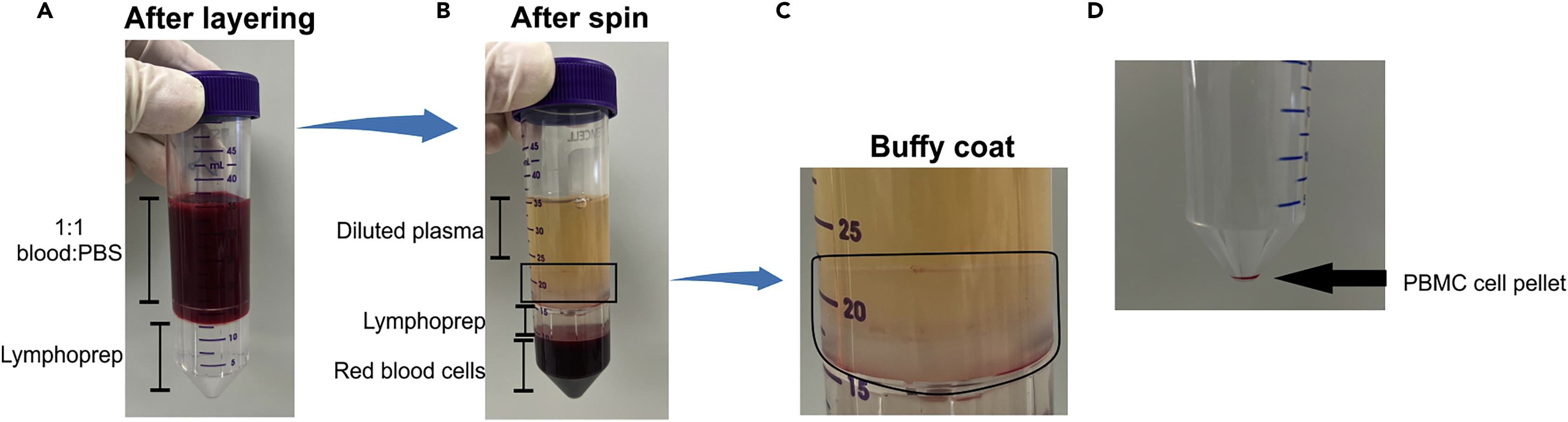 Cell Press STAR Protocols