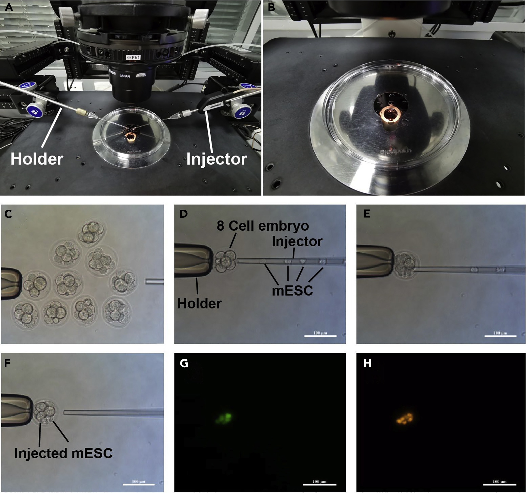 Cell Press STAR Protocols