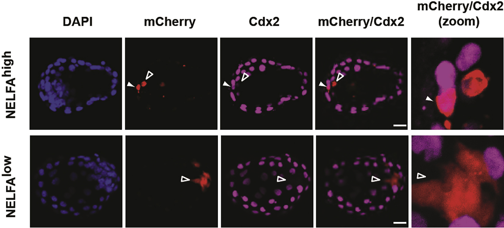 Cell Press: STAR Protocols