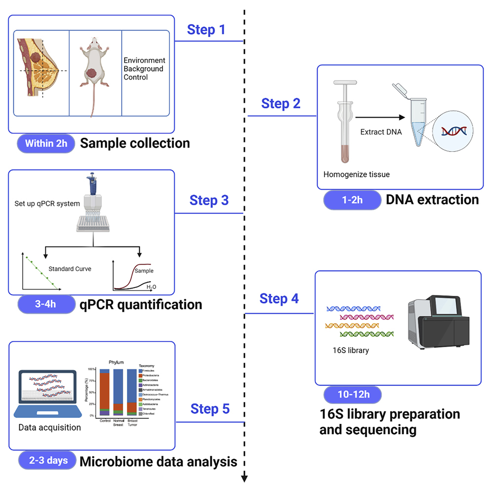 Qpcr Protocol Informacionpublica Svet Gob Gt