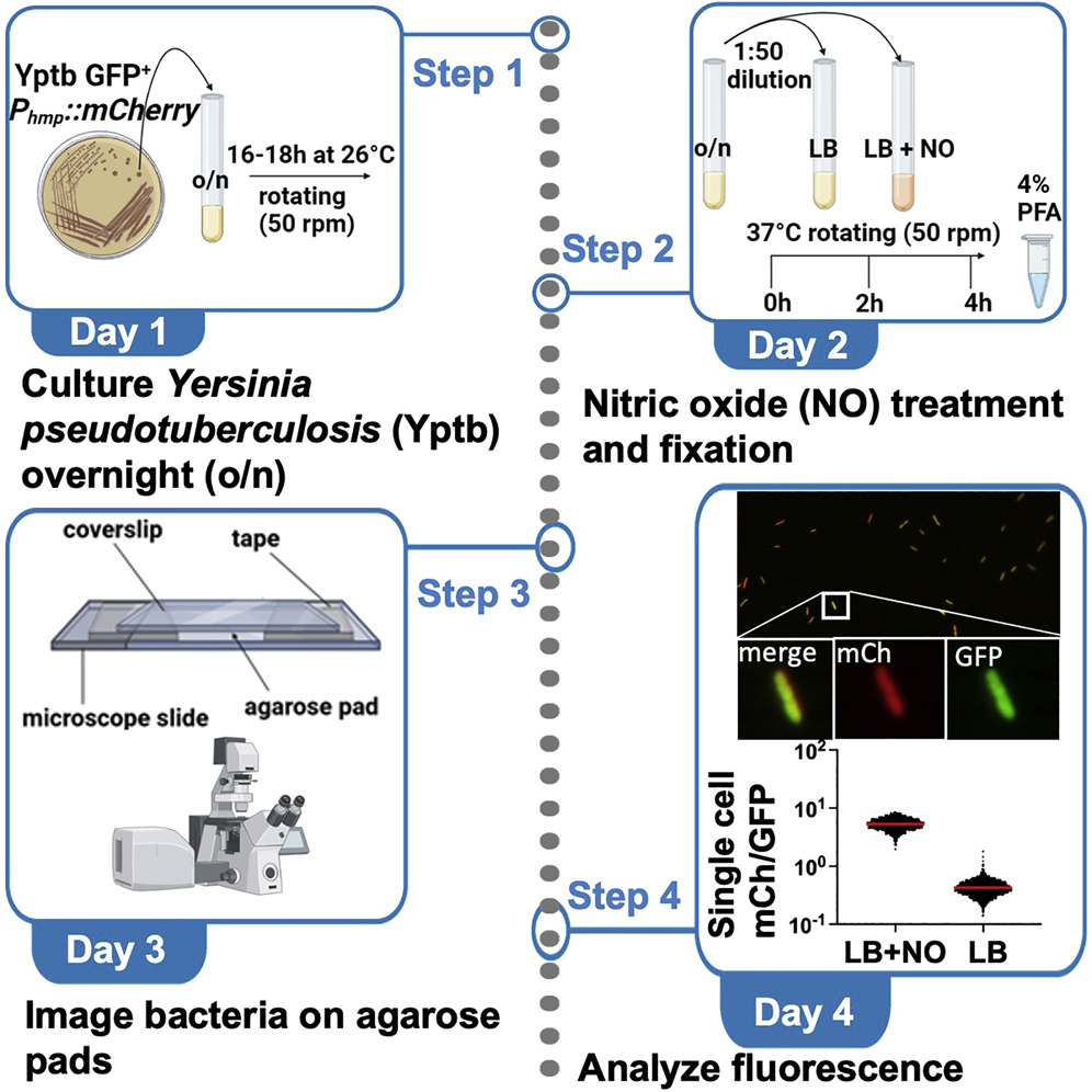 Cell Press STAR Protocols