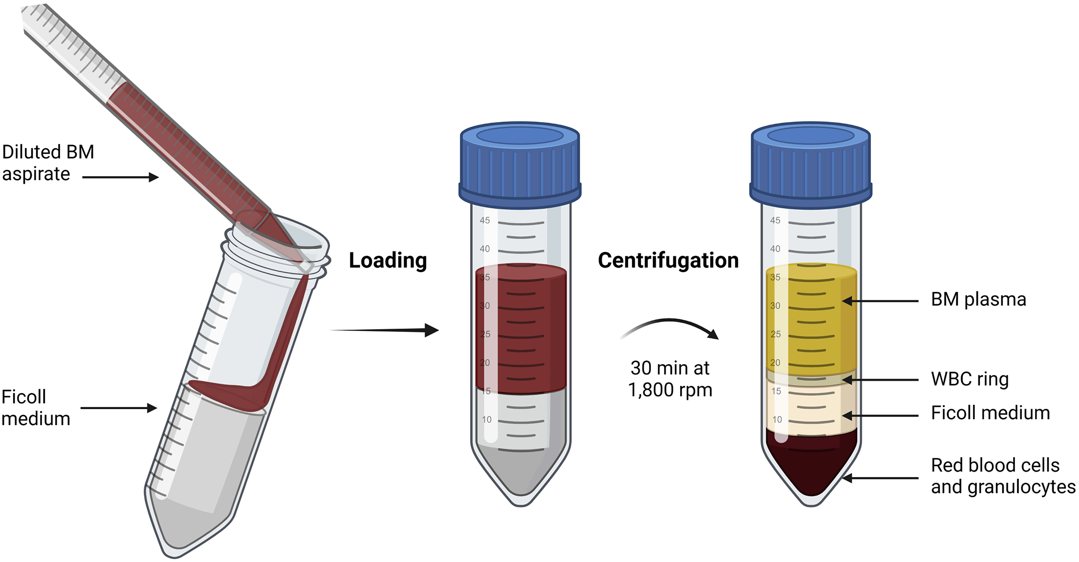 Isolation, culture, and immunophenotypic analysis of bone marrow