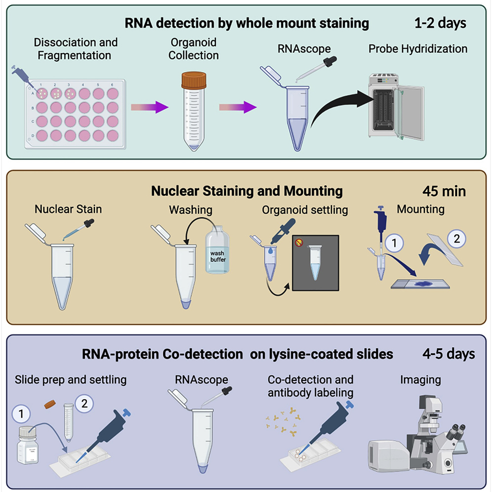 Cell Press: STAR Protocols