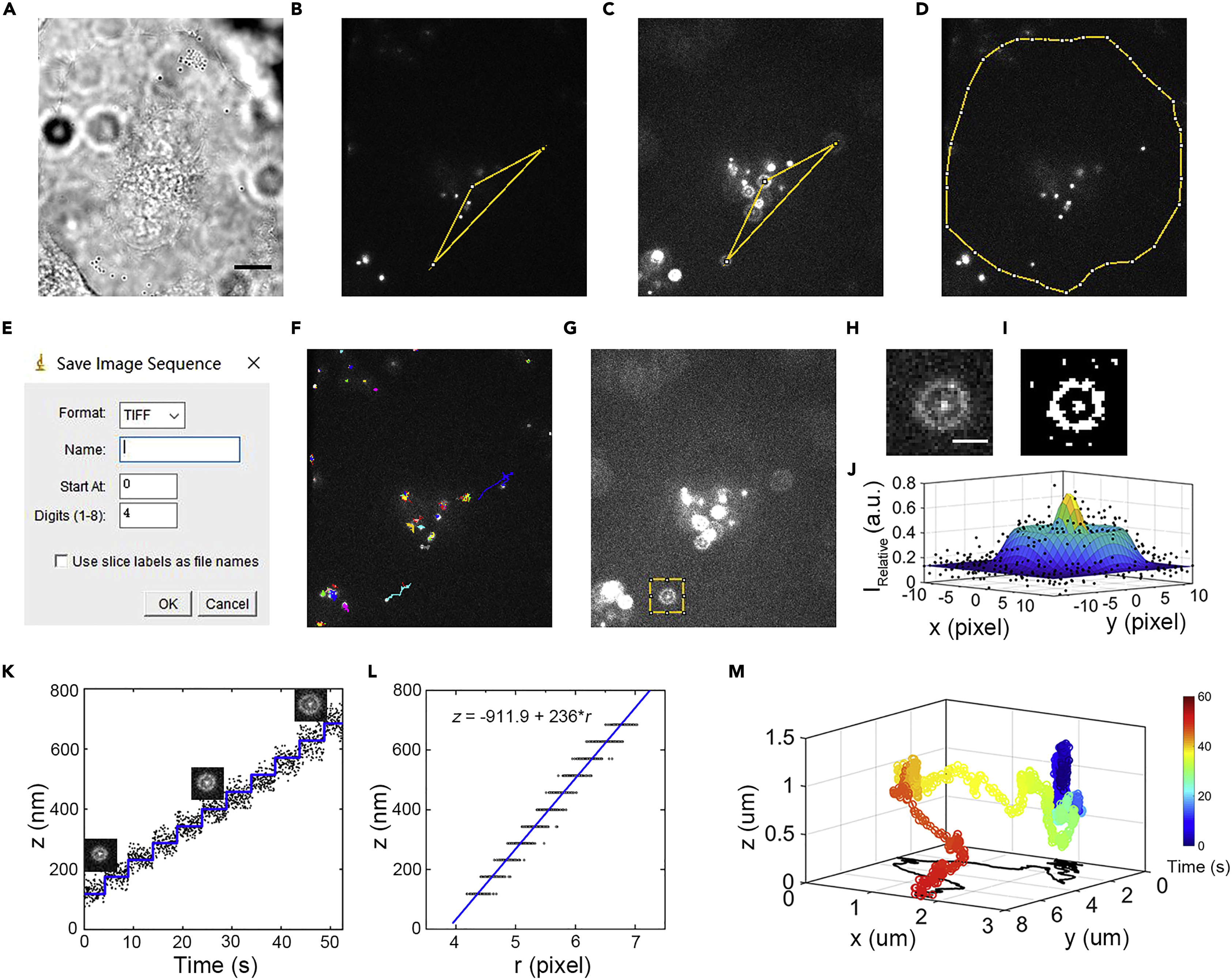 Quantifying transport dynamics with three-dimensional single-particle  tracking in adherent cells