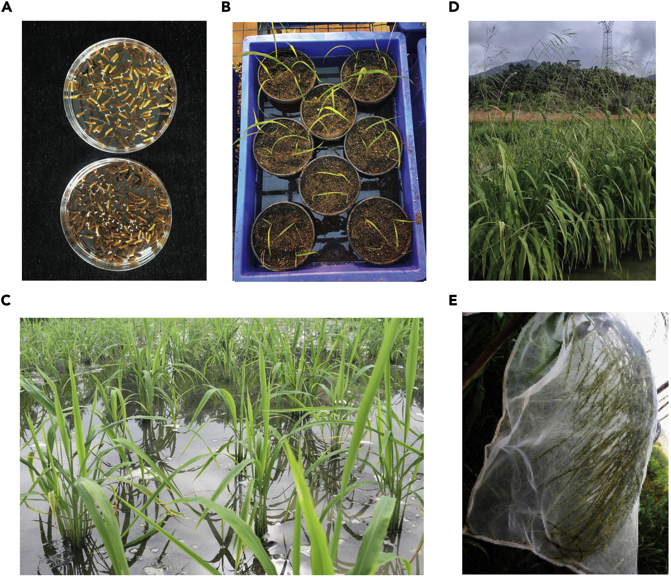 Cell Press: STAR Protocols