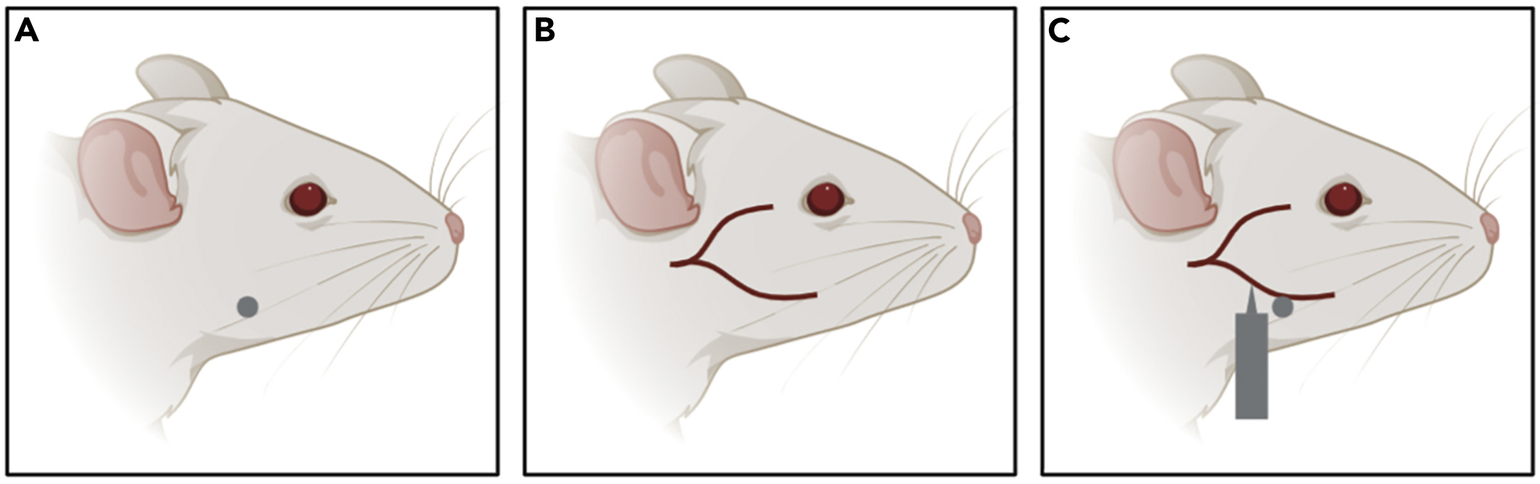 Cell Press STAR Protocols