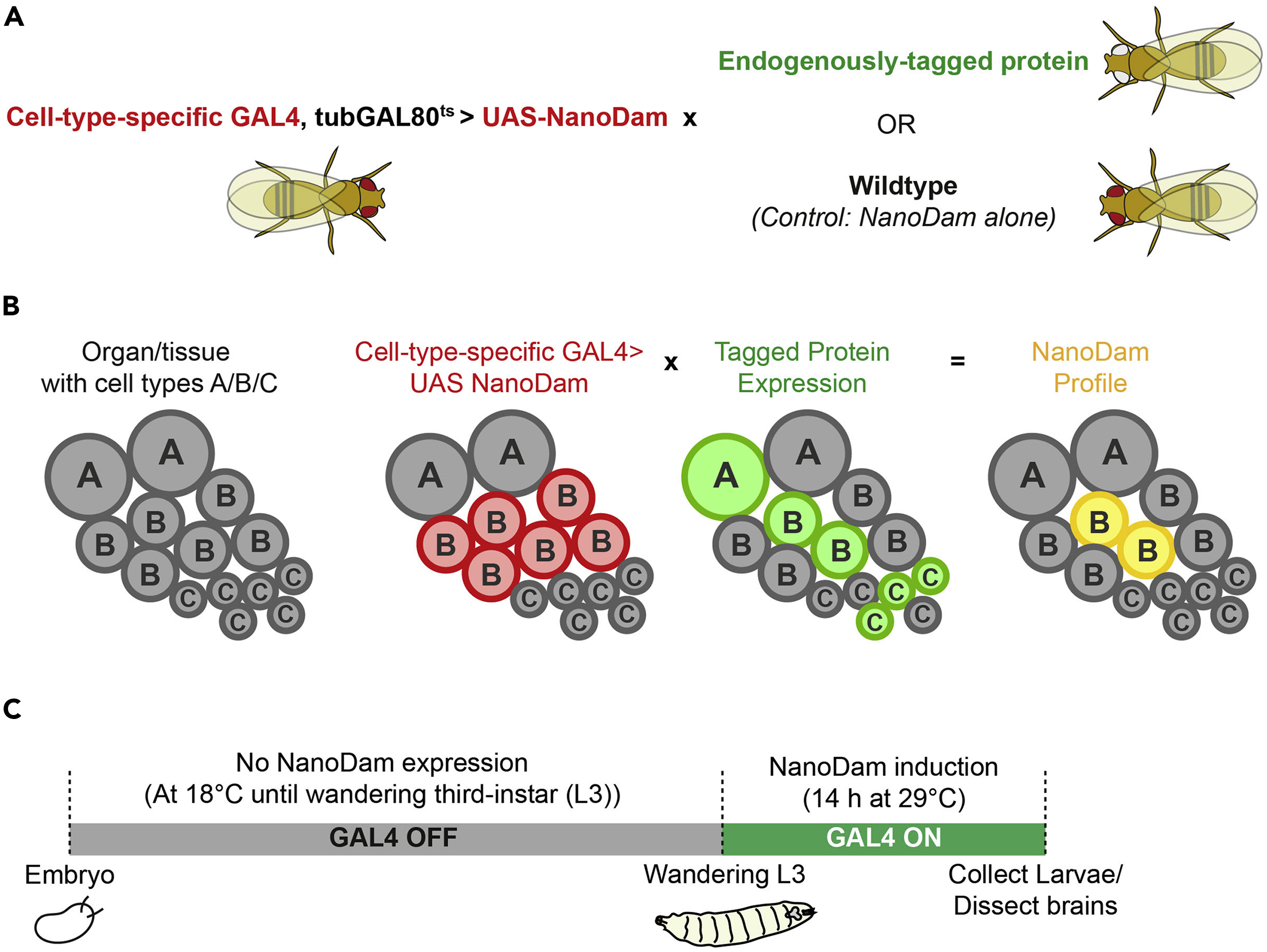In vivo, genome-wide profiling of endogenously tagged chromatin