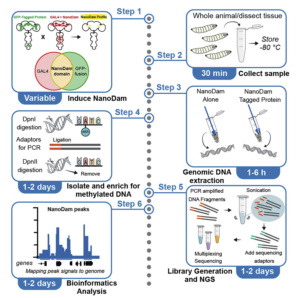 Cell Press: STAR Protocols