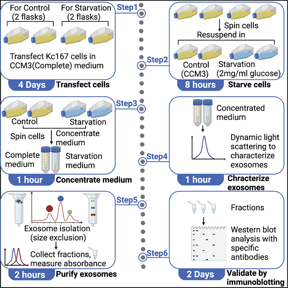 Exosome Protein Extraction Protocol at Viola Rivero blog
