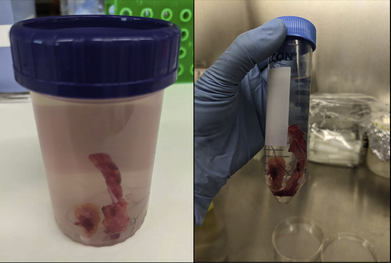 Cell Press: STAR Protocols