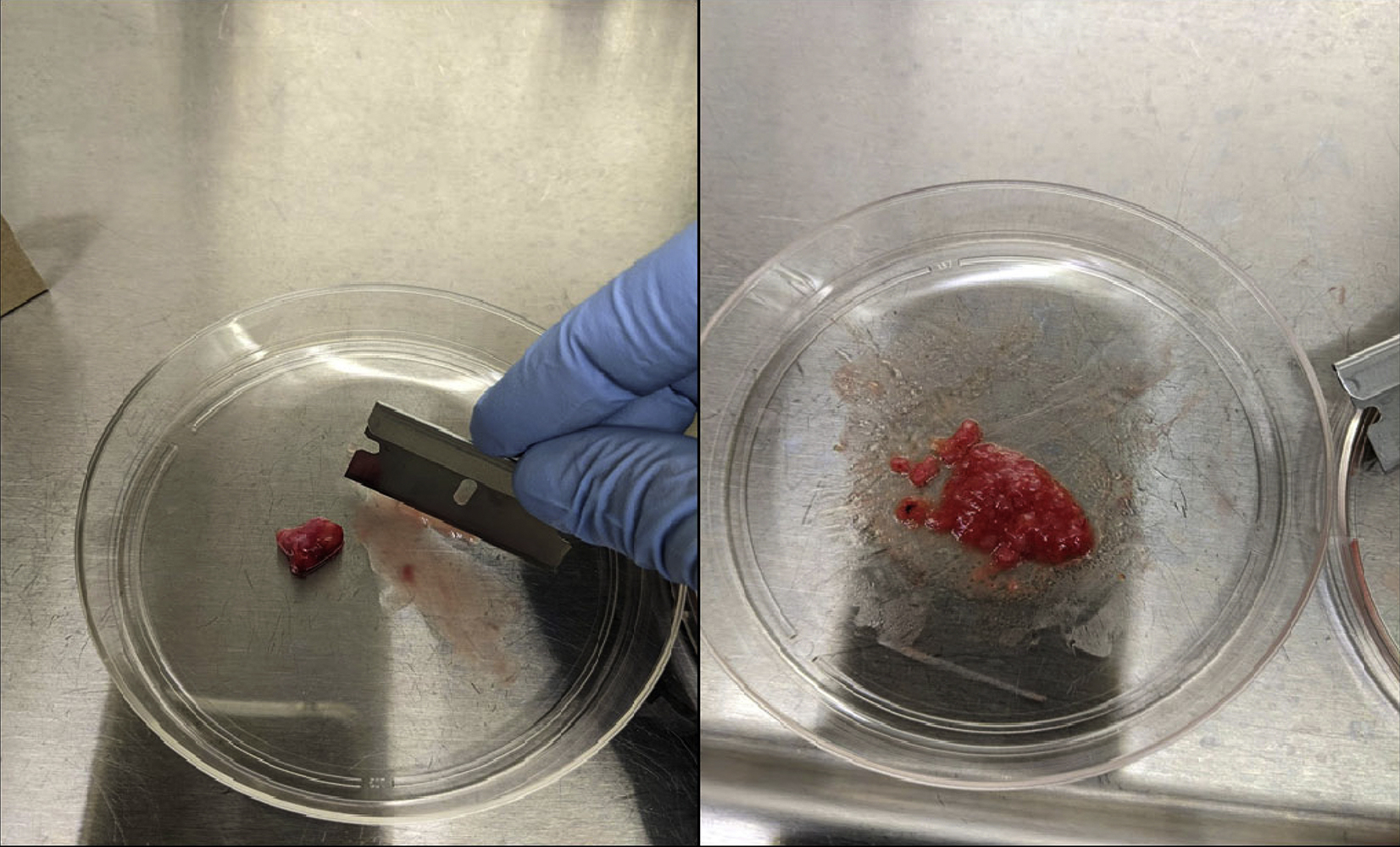 Cell Press: STAR Protocols