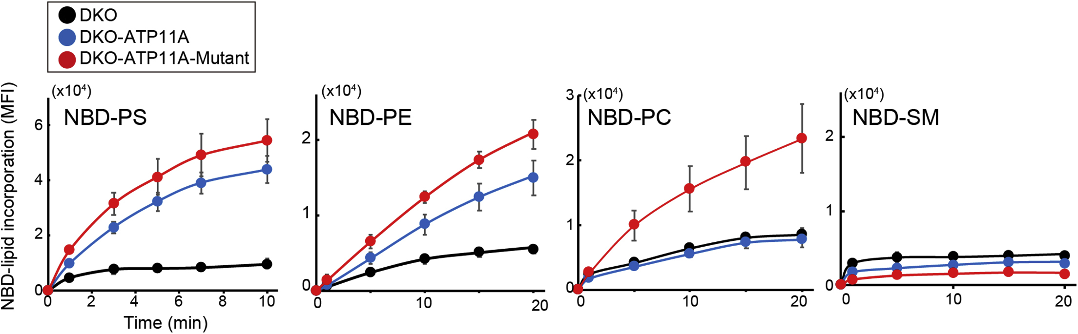 Protocol to analyze lipid asymmetry in the plasma membrane