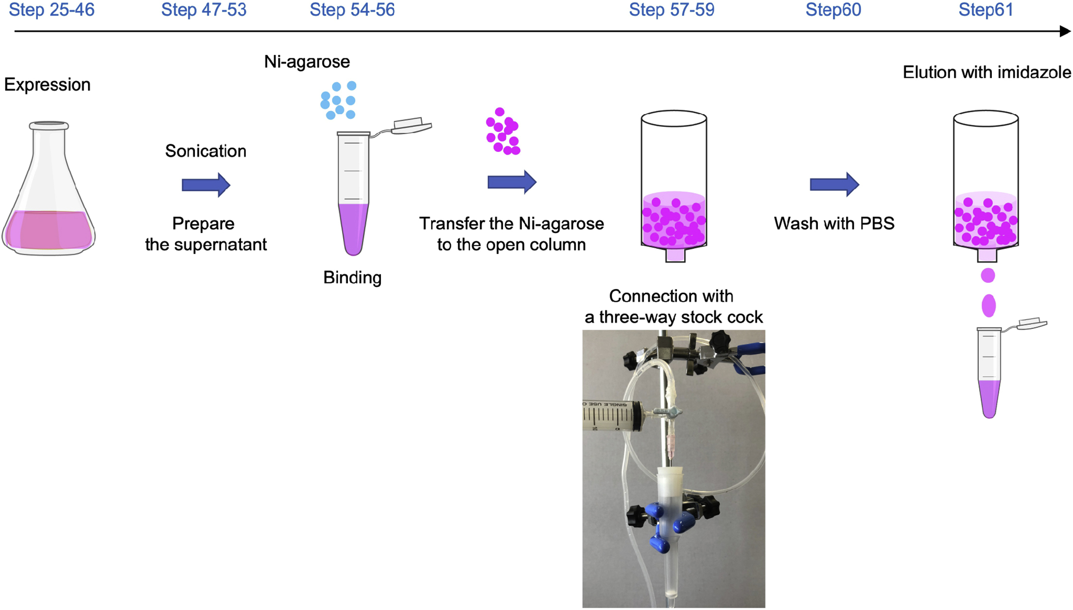 【SURGERY】Process 027 Protocol to analyze lipid asymmetry in the plasma membrane