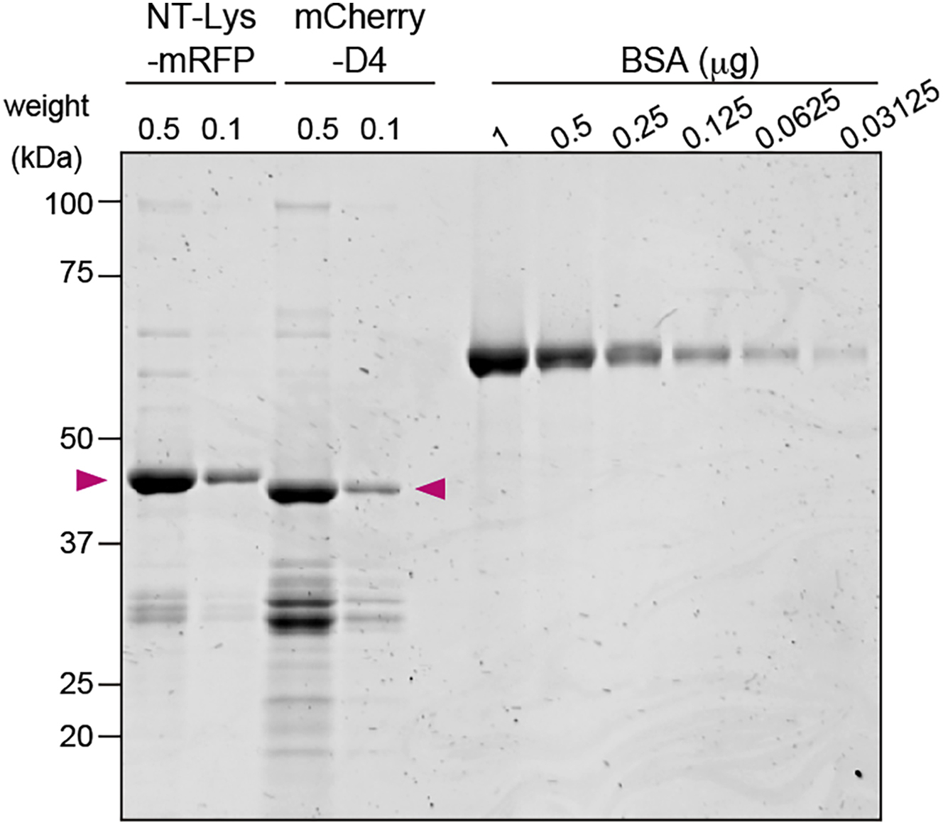 ※VJ　1/2 The Emerging Role of Ferroptosis in EBV-Associated Cancer