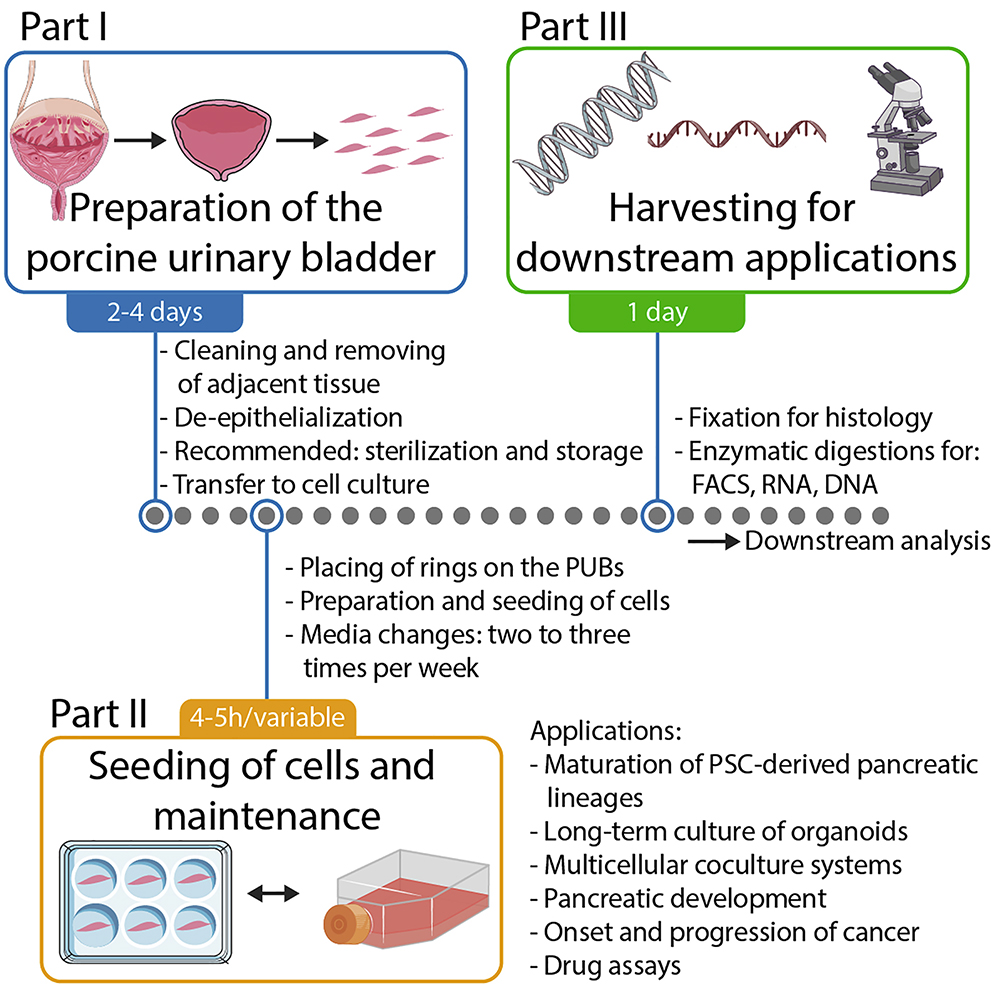 Cell Press: STAR Protocols