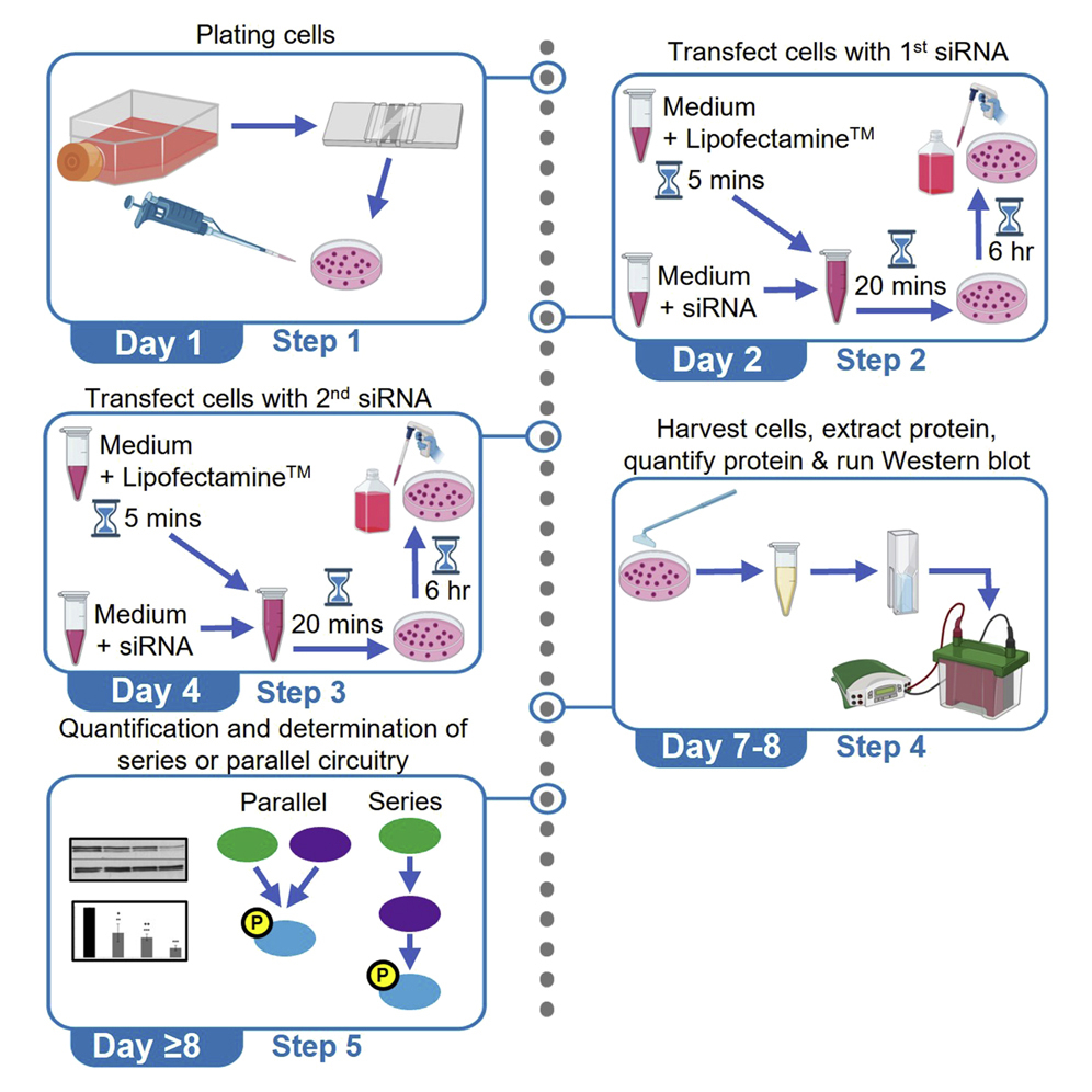 Cell Press: STAR Protocols