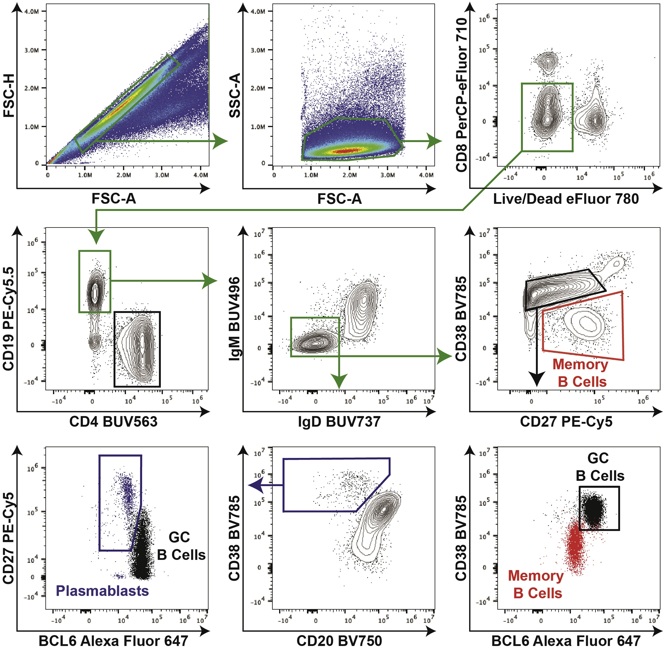 Cell Press: STAR Protocols