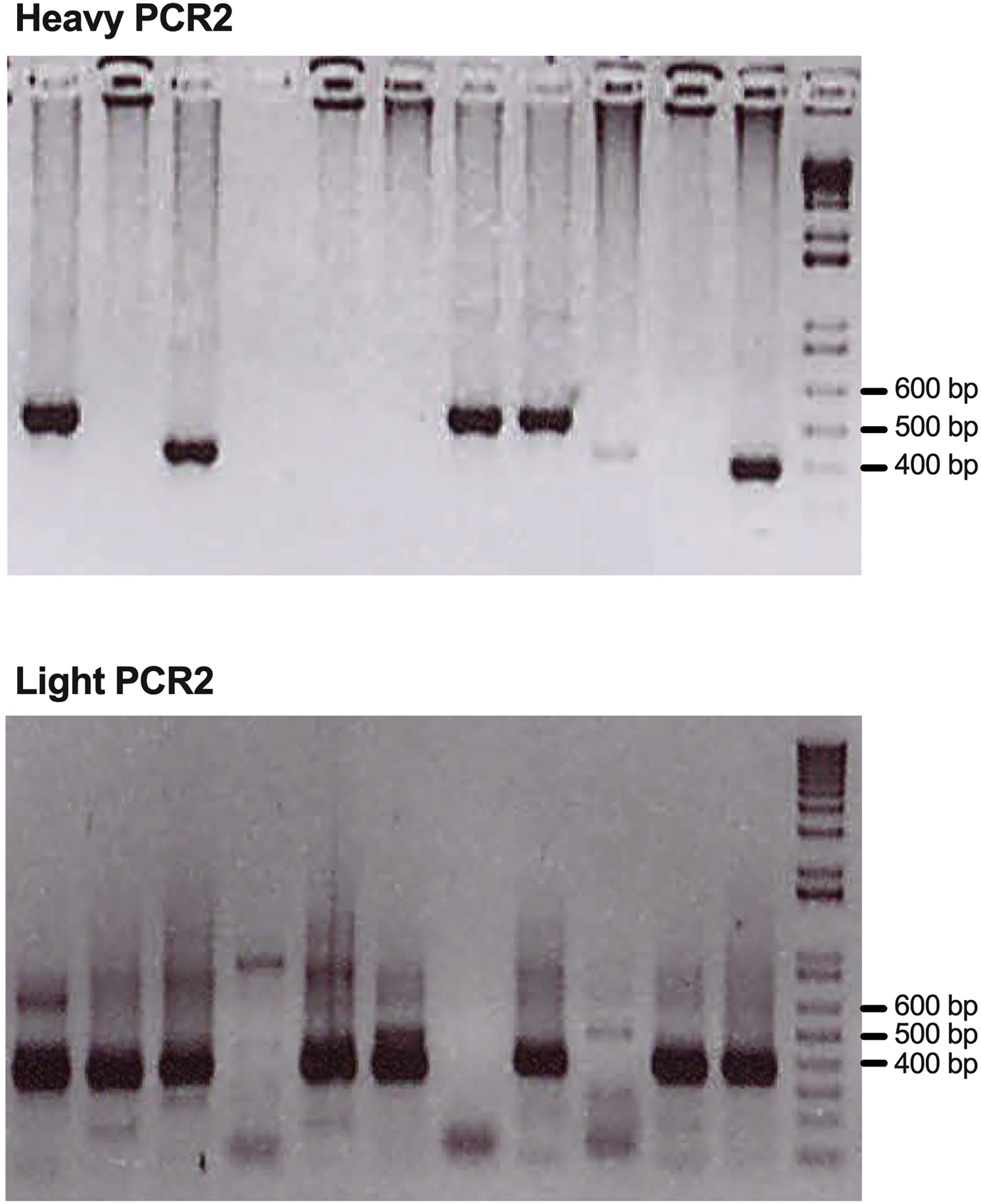 Cell Press: STAR Protocols