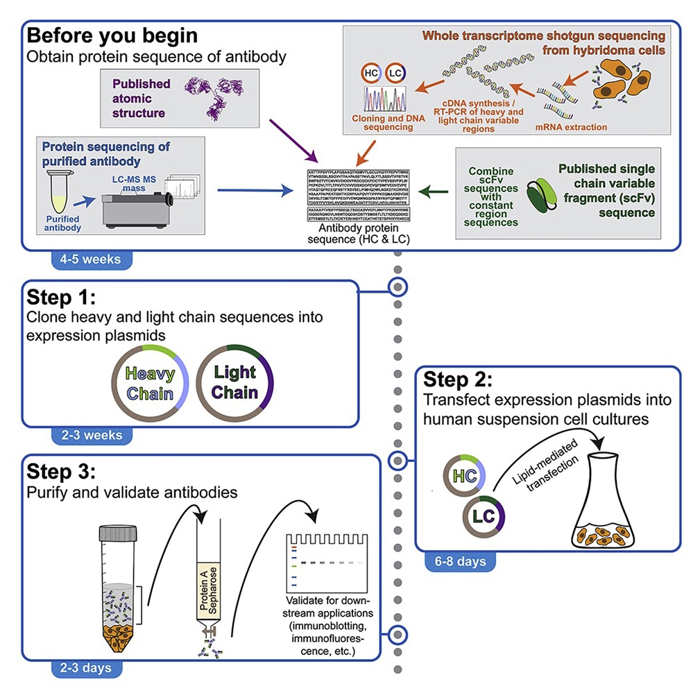 Cell Press Star Protocols