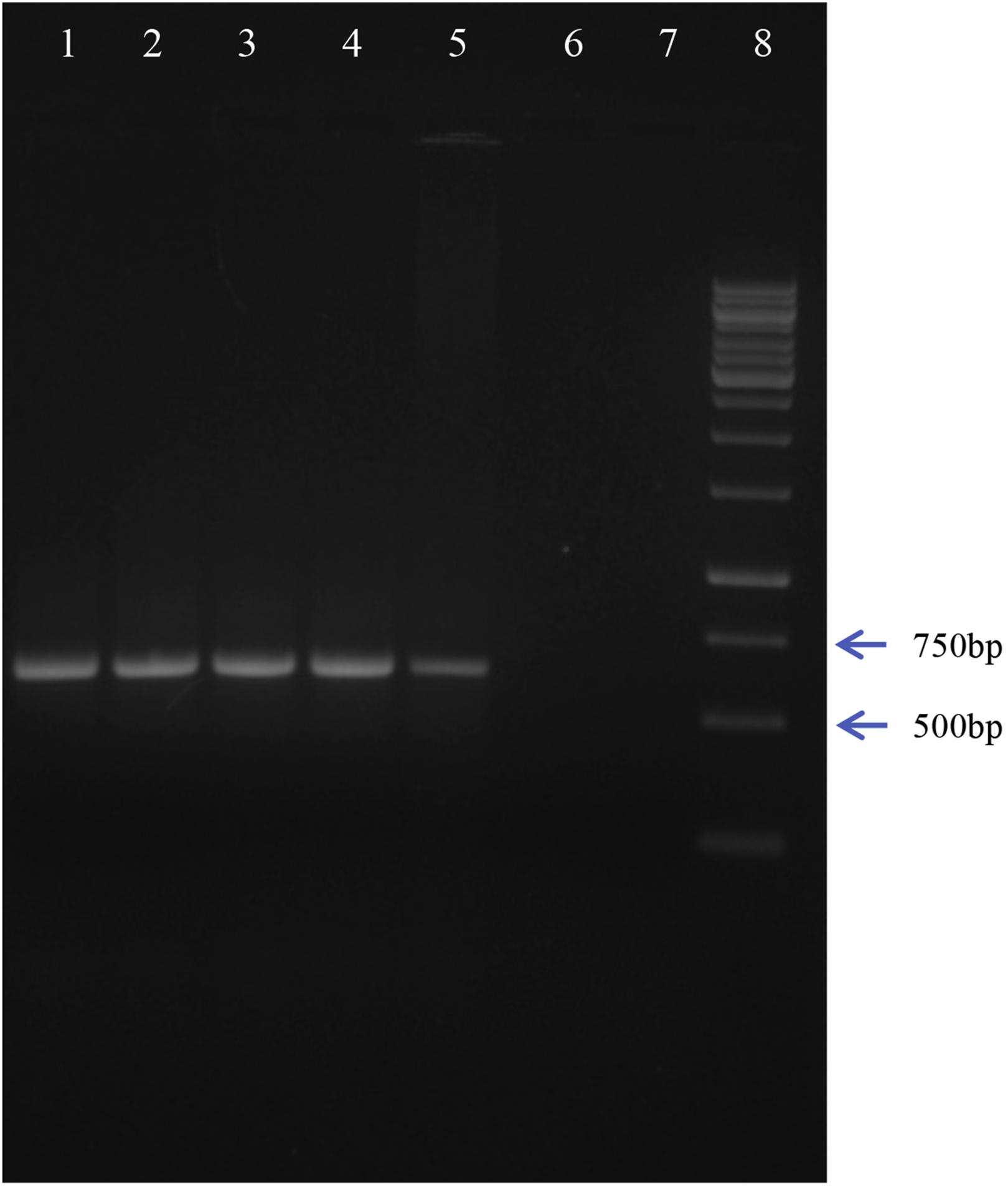 Cell Press: STAR Protocols