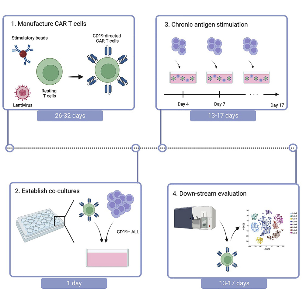 Cell Press: STAR Protocols