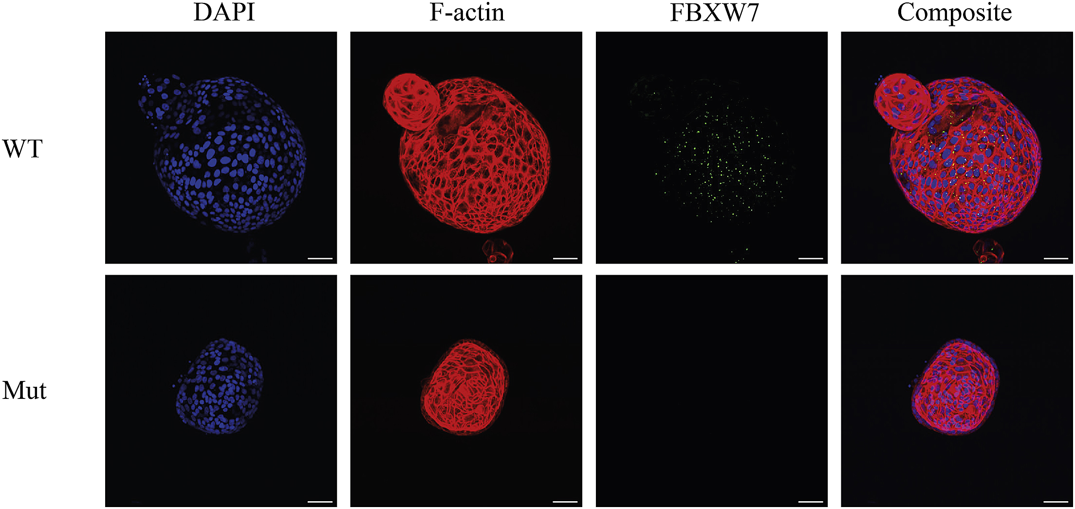 Cell Press Star Protocols