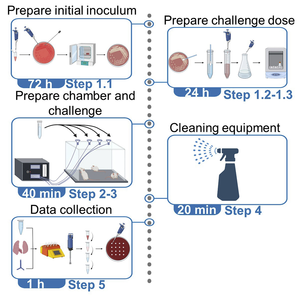 Reinvestigating the Coughing Rat Model of Pertussis To Understand